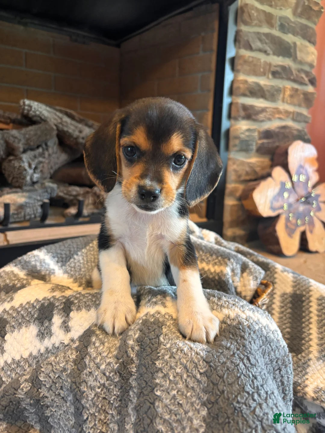 Beagle dogs for sale: Luna - Ad 1