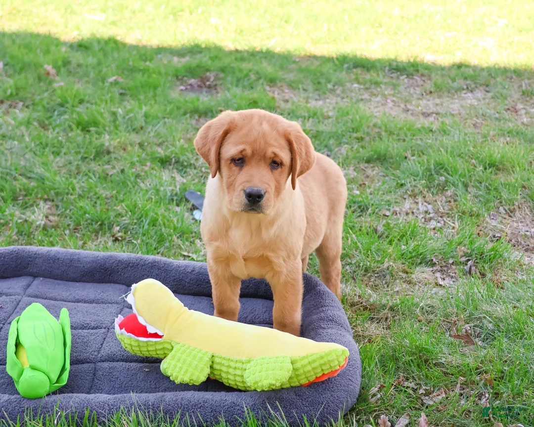 Labrador Retriever dogs for sale: Eagle - Ad 1