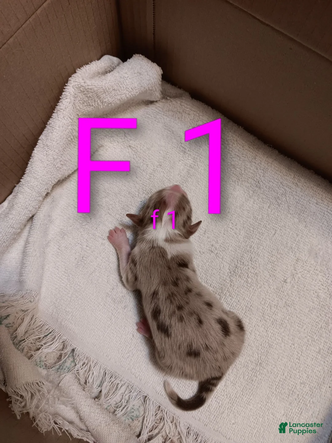 Australian Shepherd dogs for sale: Australian Shepherd 5 - Ad 1
