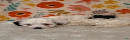 Sheepadoodle dogs for sale: Sara - Ad 5