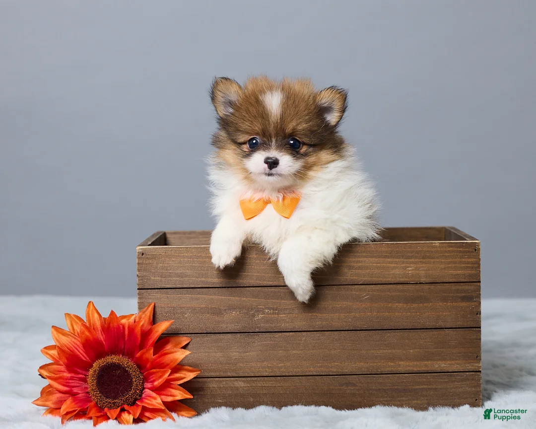 Pomeranian dogs for sale: Lyle - Ad 1