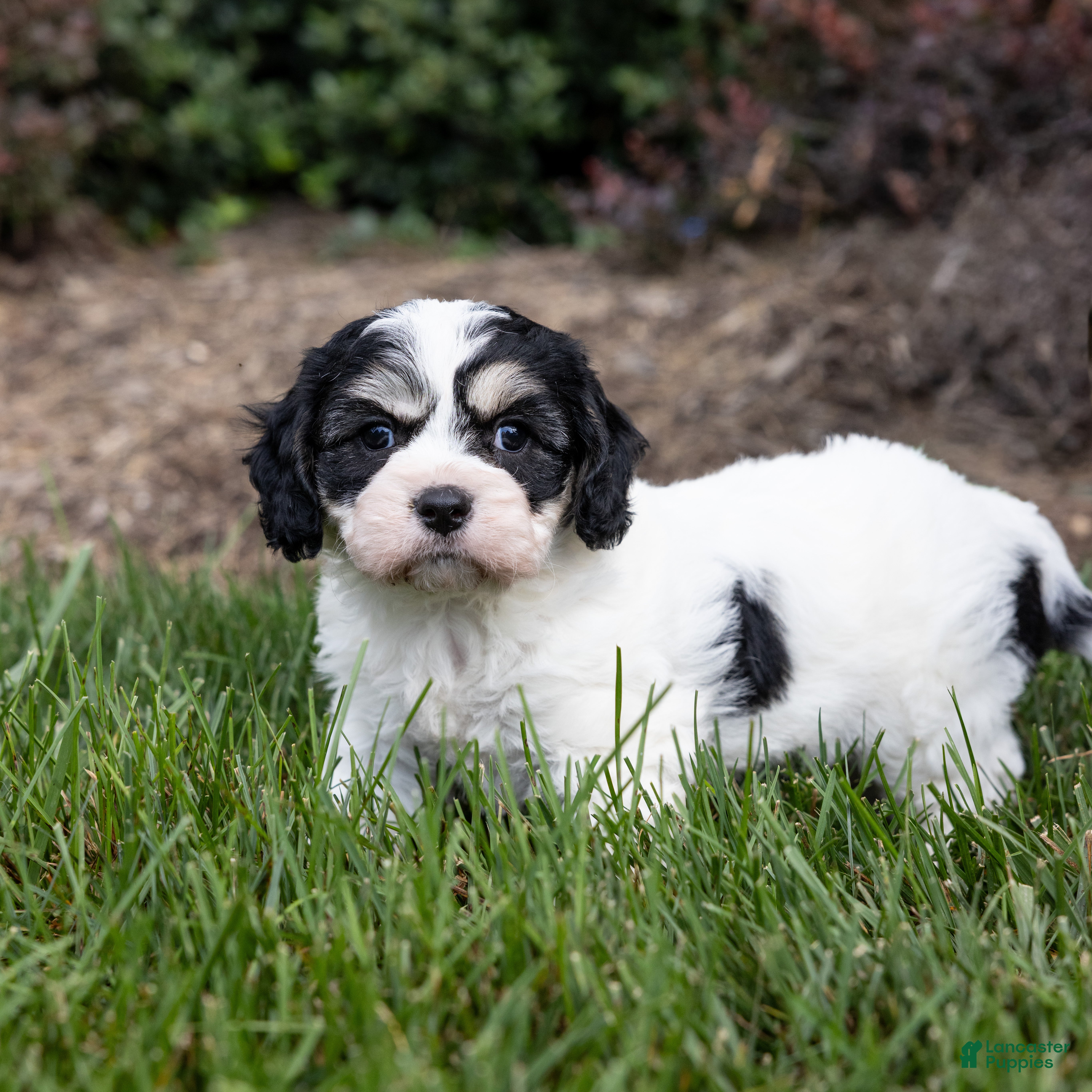Cavachon dogs Rose - Ad 2