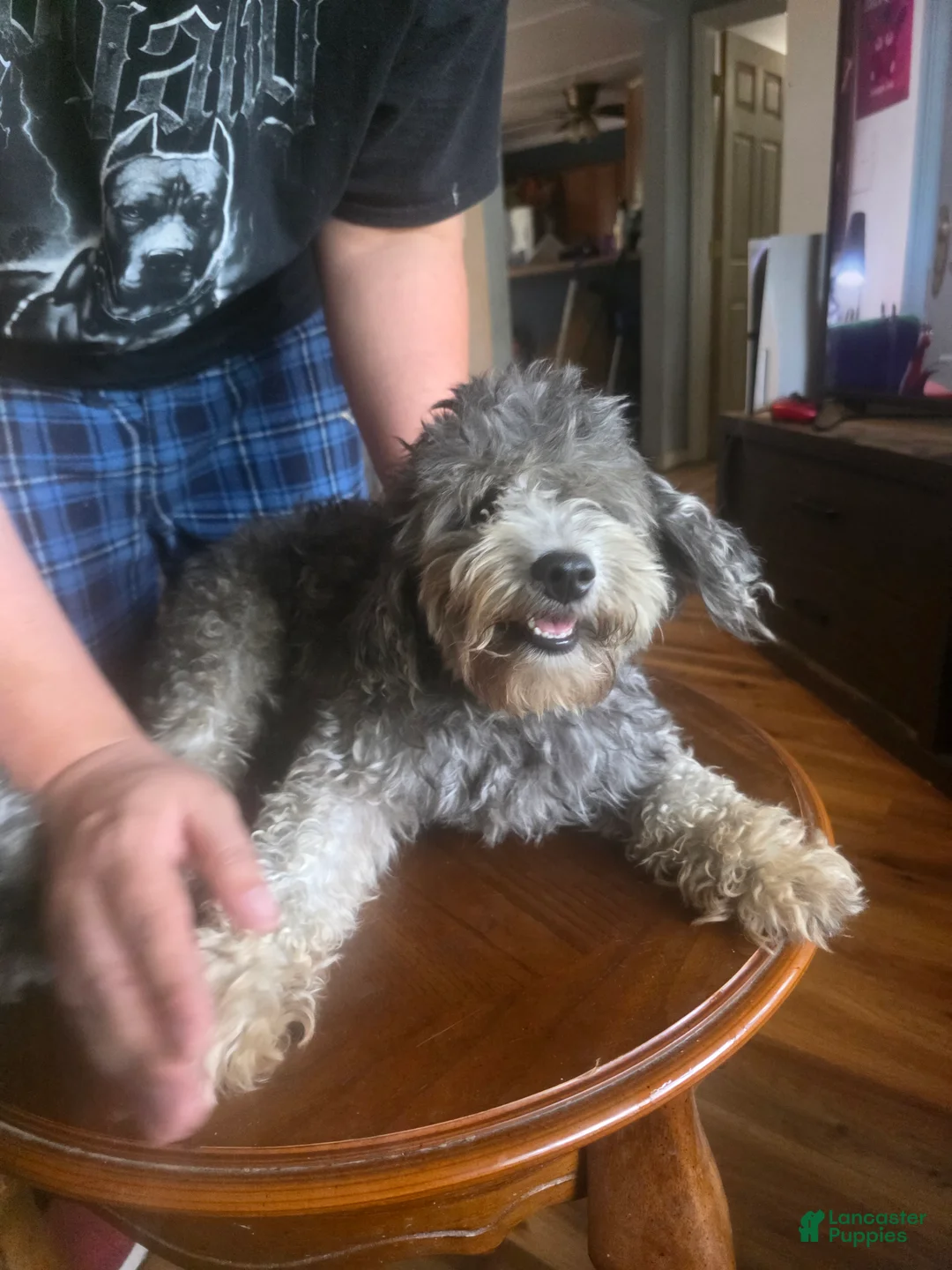 Toy Poodle dogs for sale: Toy Poodle 1 - Ad 2