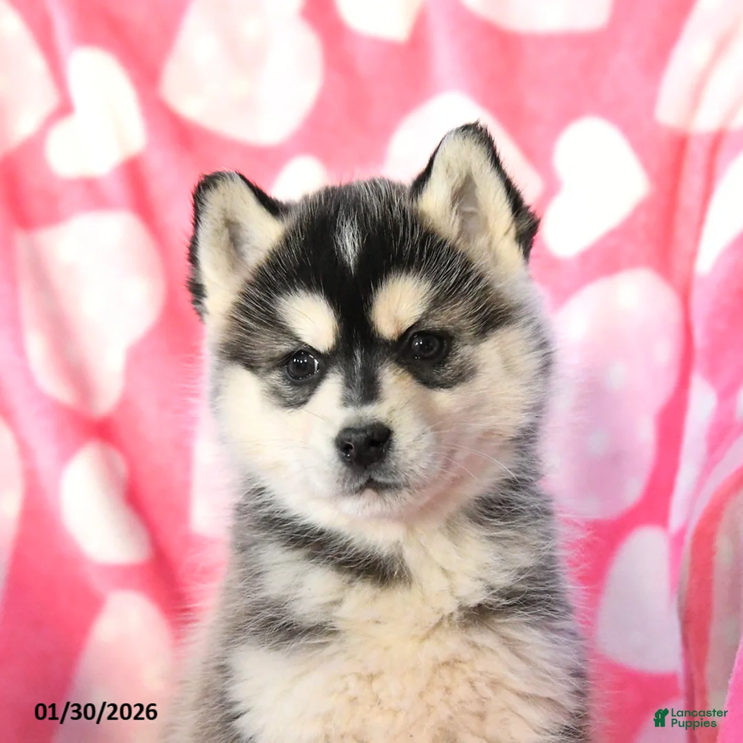 Pomsky dogs for sale: Pepper - Ad 4