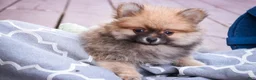 Pomeranian dogs for sale: Bingley - Ad 1