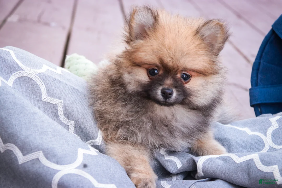 Pomeranian dogs for sale: Bingley - Ad 1
