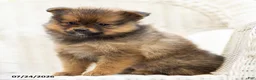 Pomeranian dogs for sale: Amber - Ad 1