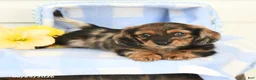 Miniature Dachshund dogs for sale: Bentley - Ad 3