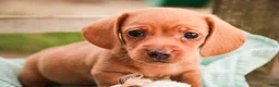 Miniature Dachshund dogs for sale: Mickey - Ad 2