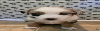 Doug
