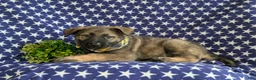 Mixed Breed dogs for sale: Barclay - Ad 4