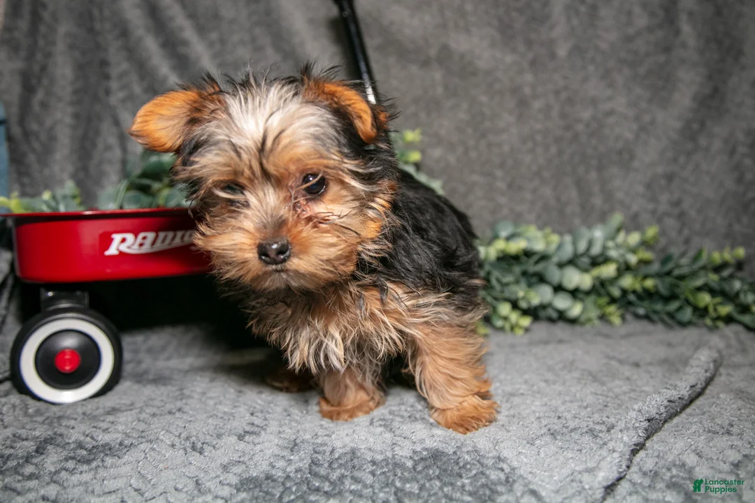 Yorkshire Terrier dogs for sale: Shorty - Ad 2