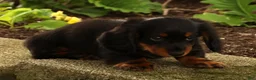 Miniature Dachshund dogs for sale: Thumper - Ad 9