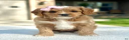 Cavapoo dogs for sale: Lemon - Ad 1
