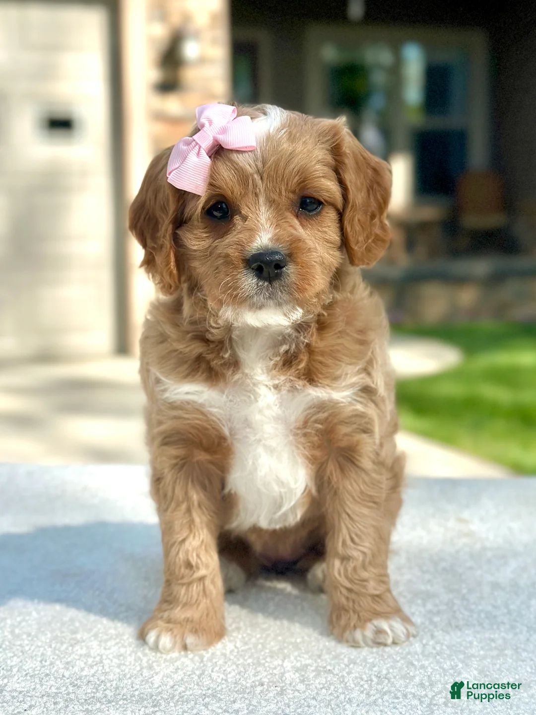 Cavapoo dogs for sale: Lemon - Ad 1