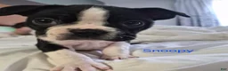 Boston Terrier dogs for sale: Snoopy - Ad 1