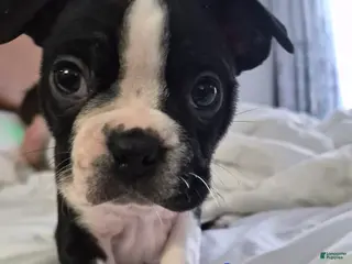 Boston Terrier dogs Snoopy - Ad 14