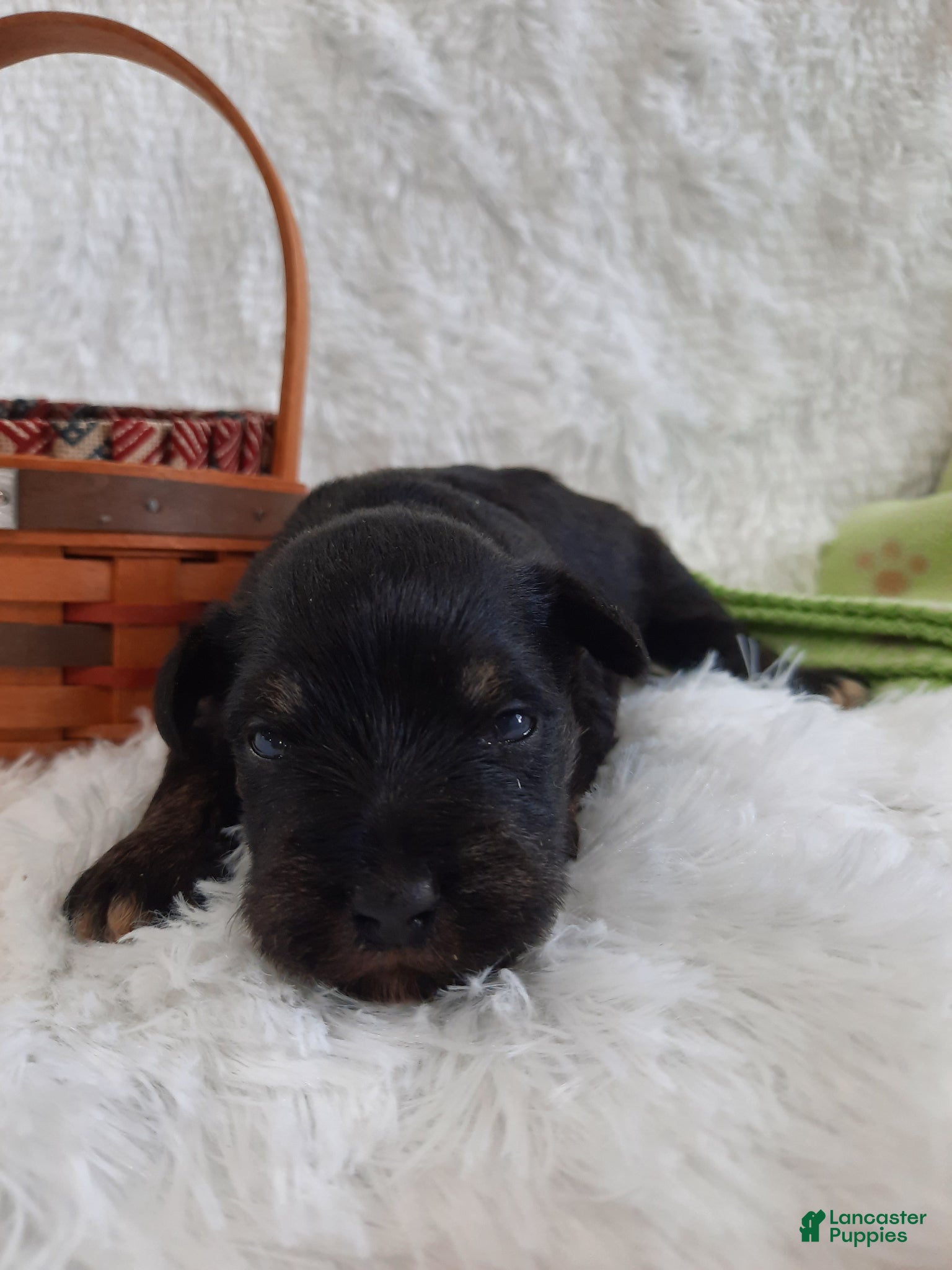 Miniature Schnauzer dogs AKC Sadie - Ad 1