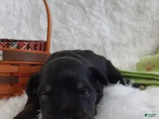 Miniature Schnauzer dogs for sale: AKC Sadie - Ad 4