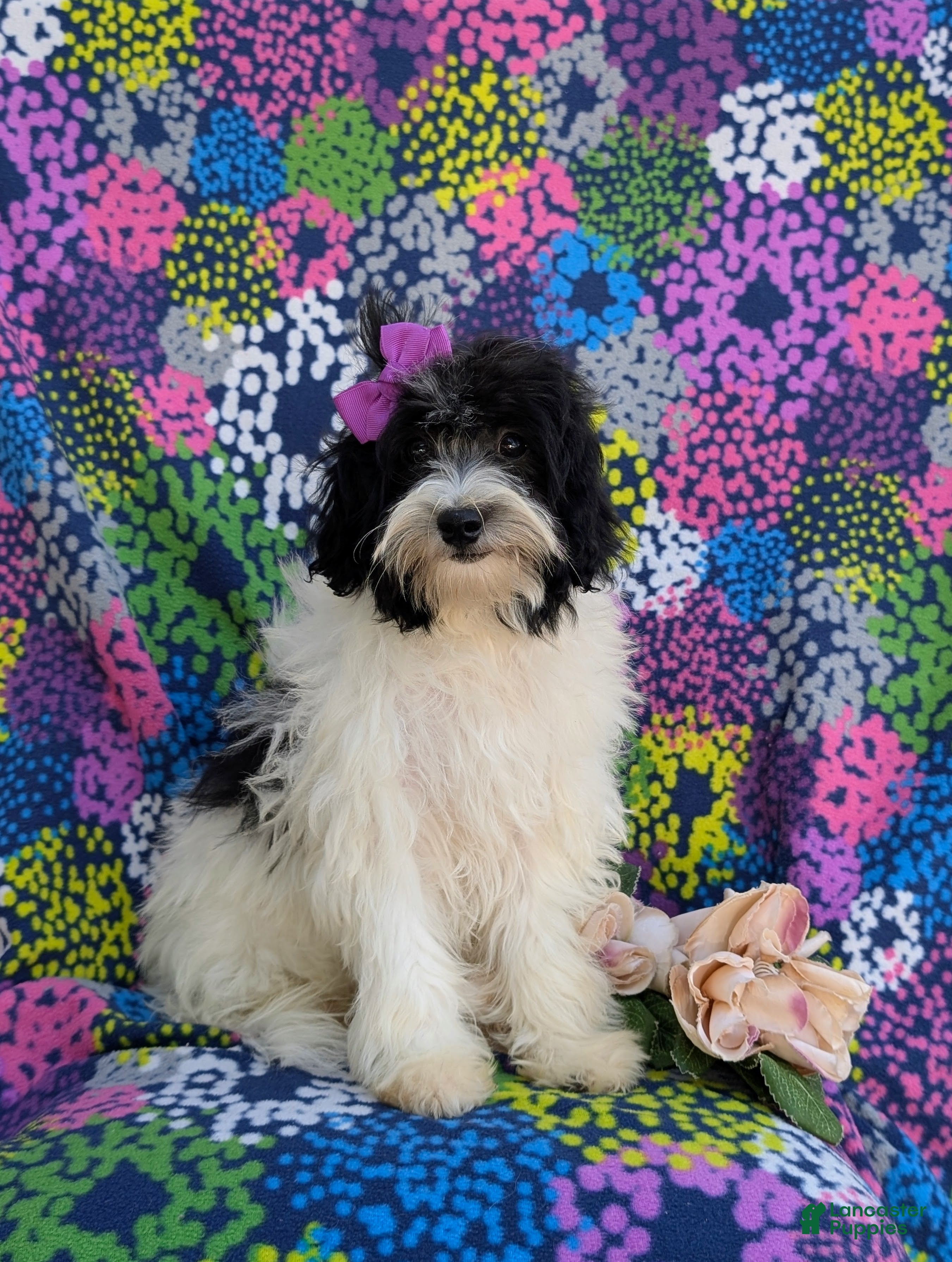 Havapoo dogs Shalene Hypoallergenic - Ad 1