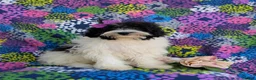 Havapoo dogs for sale: Shalene Hypoallergenic - Ad 1