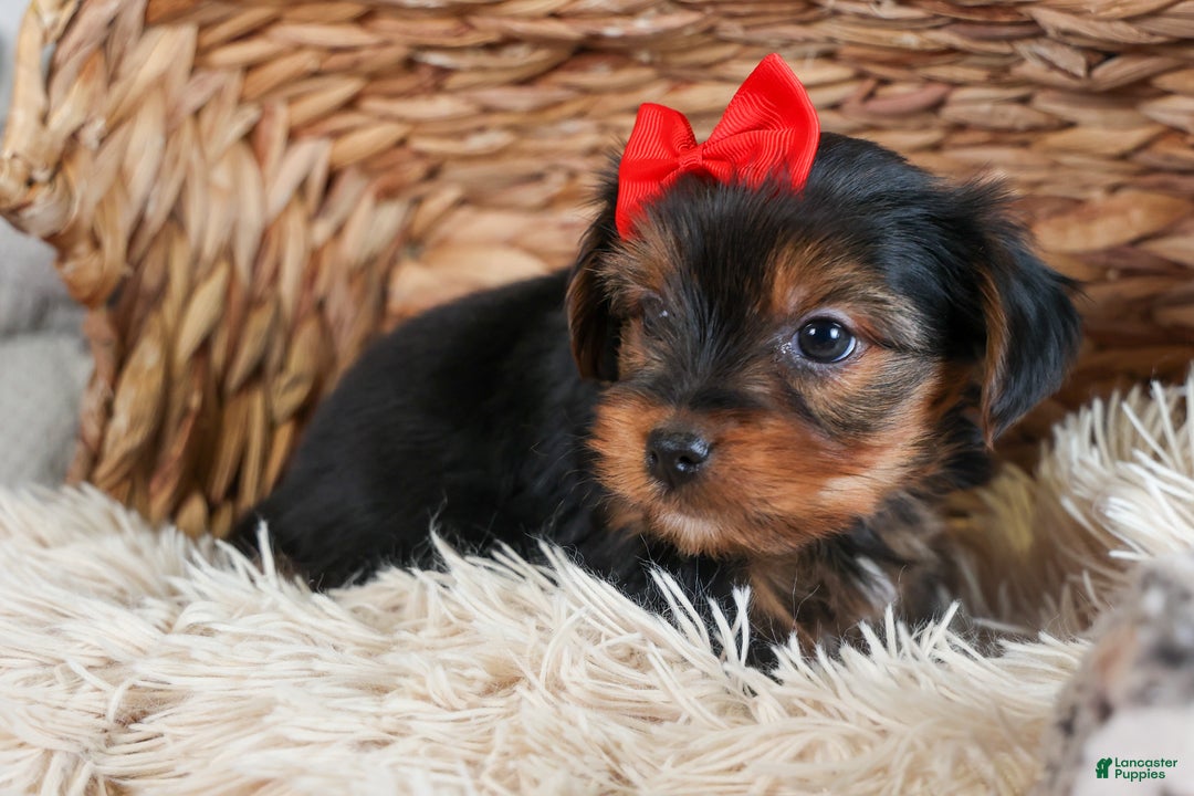 Yorkshire Terrier dogs for sale: CODY - Ad 4