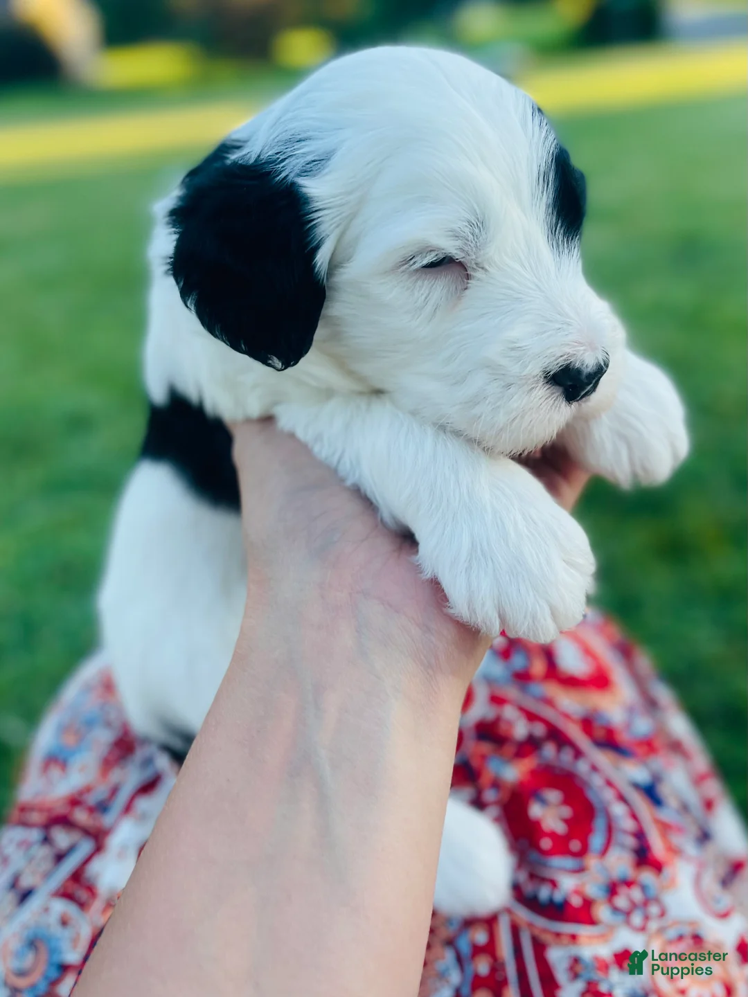 Sheepadoodle dogs for sale: Bandit  - Ad 2
