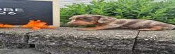 Miniature Dachshund dogs for sale: Phoebe - Ad 12