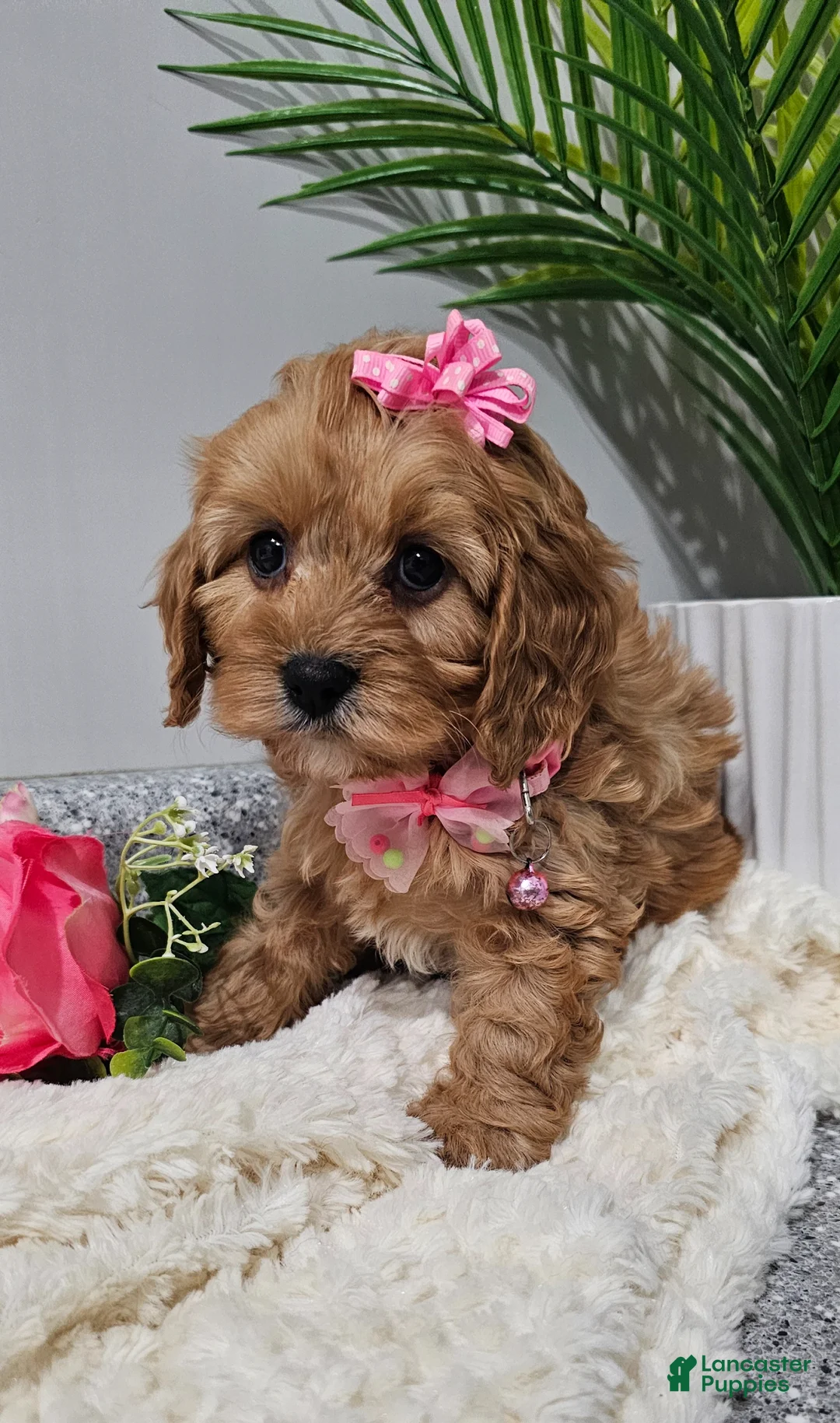 Cavapoo dogs for sale: Dottie  - Ad 1
