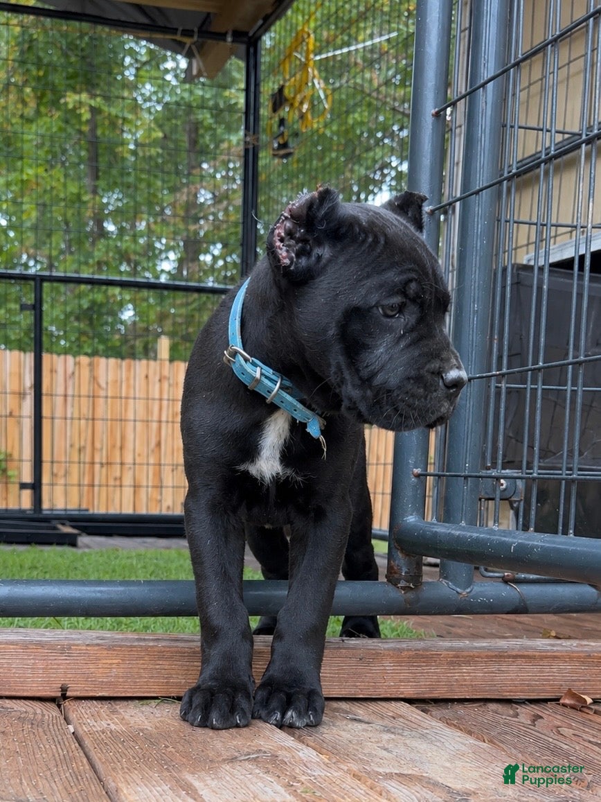 Cane Corso dogs Lotus  - Ad 2