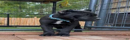 Cane Corso dogs for sale: Lotus  - Ad 2