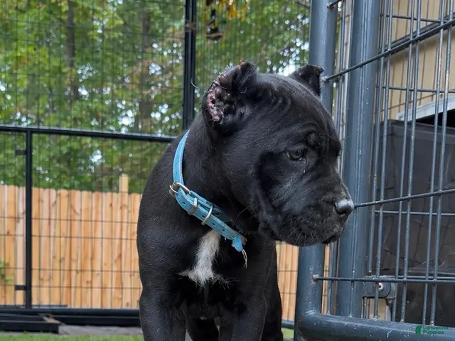 Cane Corso dogs Lotus - Ad 2