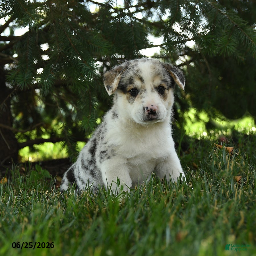 Mixed Breed dogs Aurora - Ad 1