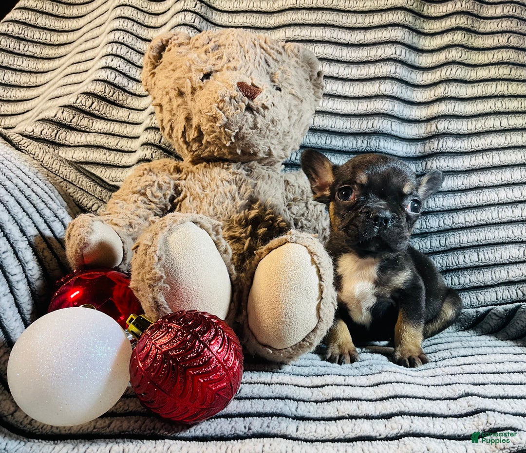 French Bulldog dogs for sale: Mia - Ad 10