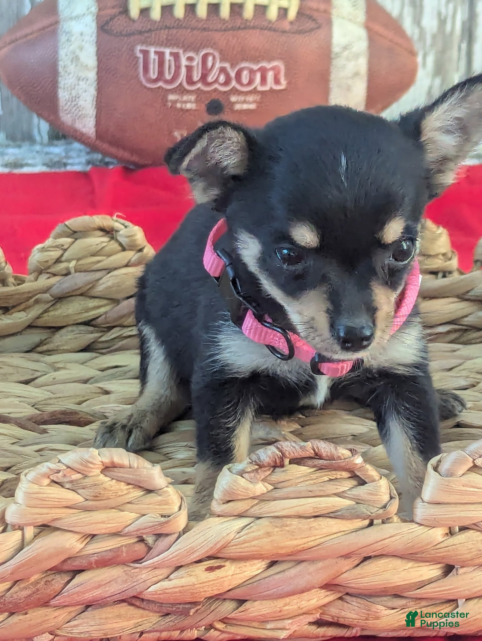Chihuahua dogs Tinker Bell - Ad 21