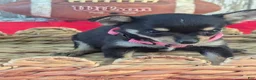 Chihuahua dogs for sale: Tinker Bell - Ad 1