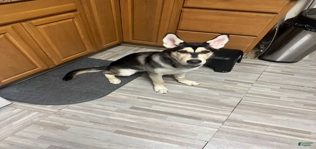 Gallery Image {{count}}