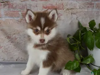Pomsky dogs for sale: King - Ad 1