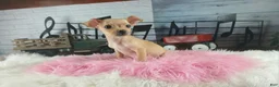 Chihuahua dogs for sale: Light fawn girl chi. Hand delivery  - Ad 3