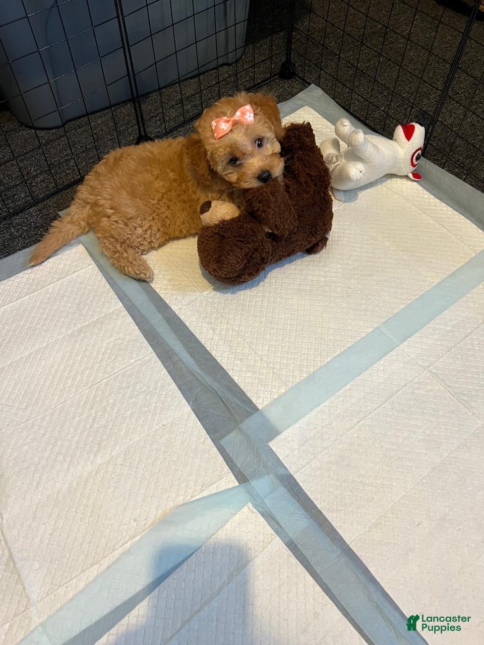 Toy Poodle dogs for sale: Lola  - Ad 1