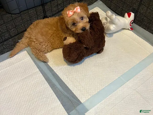 Toy Poodle dogs for sale: Lola - Ad 1