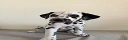 Dalmatian dogs for sale: Dalmatian Puppy 5 - Ad 2