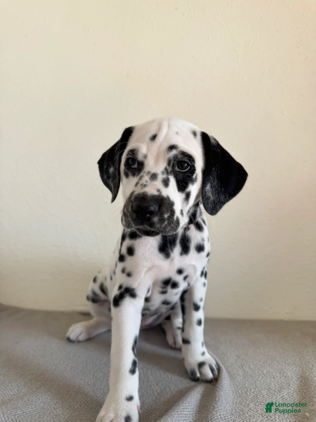 Dalmatian dogs for sale: Dalmatian Puppy 5 - Ad 2