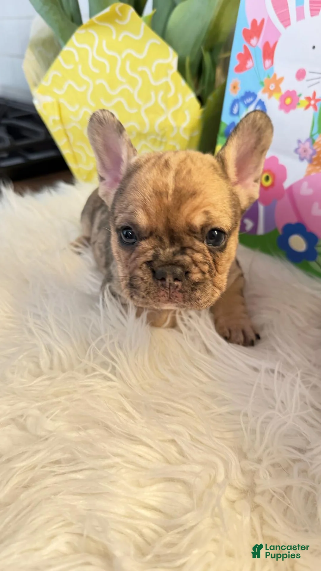French Bulldog dogs for sale: French Bulldog Puppy - Ad 1