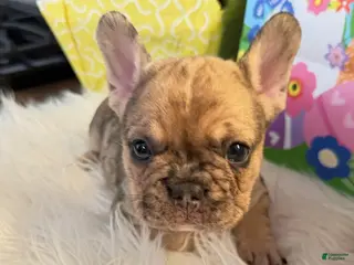 French Bulldog dogs for sale: French Bulldog Puppy - Ad 2