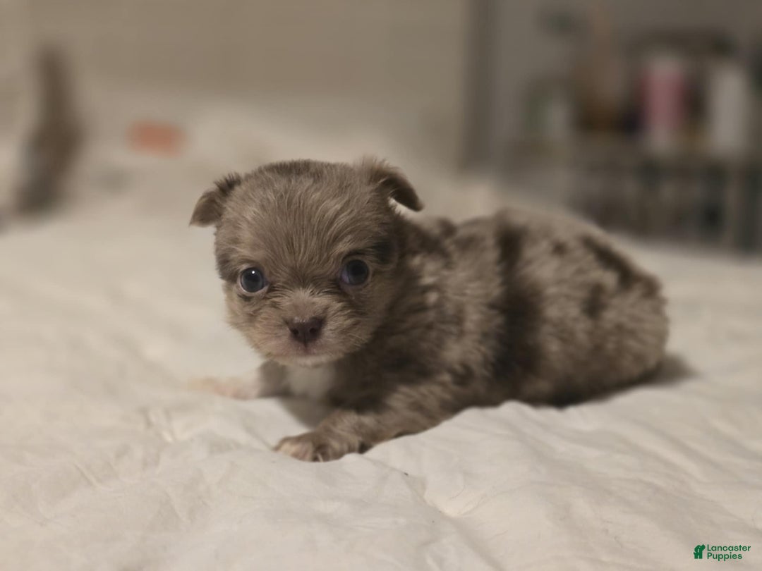 Chihuahua dogs for sale: jake - Ad 6