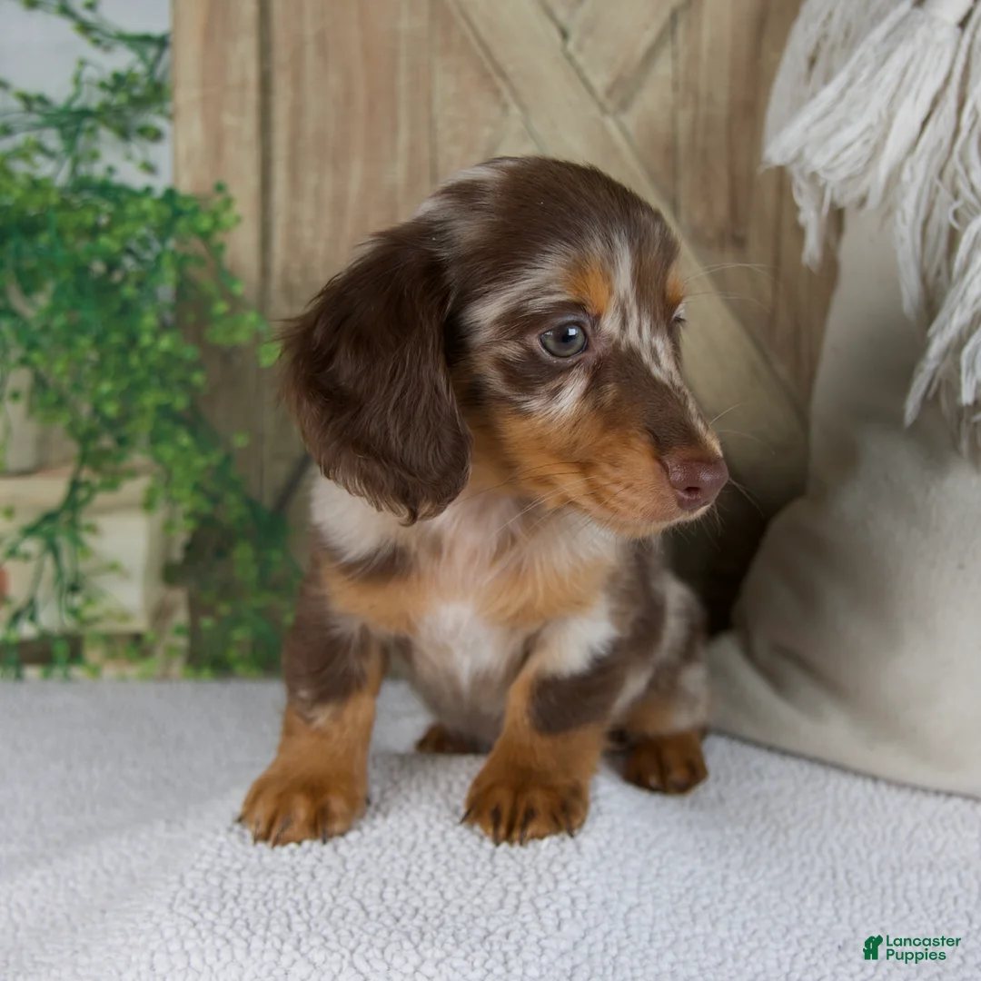 Miniature Dachshund dogs for sale: Bliss - Ad 7
