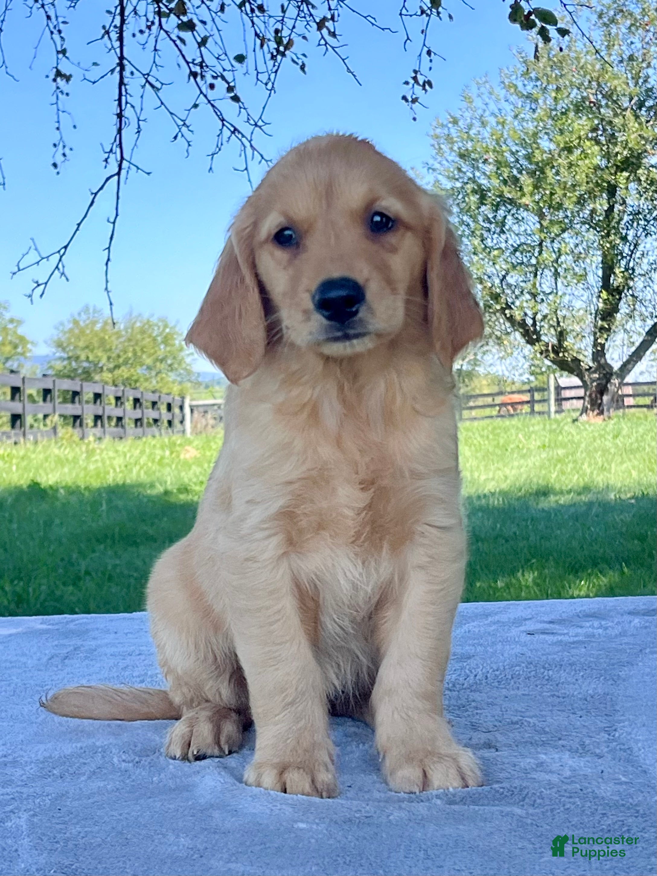 Golden Retriever dogs Indigo - Ad 2