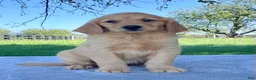 Golden Retriever dogs for sale: Indigo - Ad 2