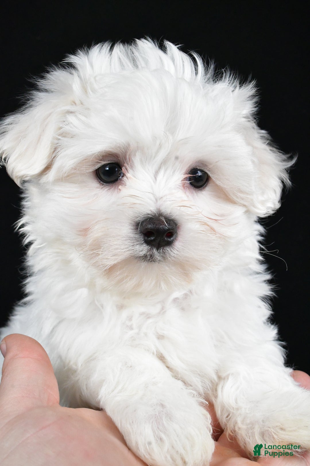 Maltese dogs for sale: Jordan - Ad 4